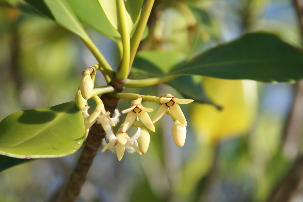 Rhizophora stylosa flowers